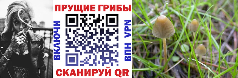 Галлюциногенные грибы GOLDEN TEACHER  Купить закладки  Новокубанск 